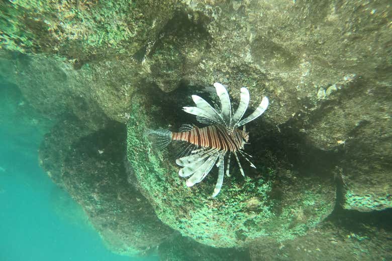 Snorkel en Hikkaduwa
