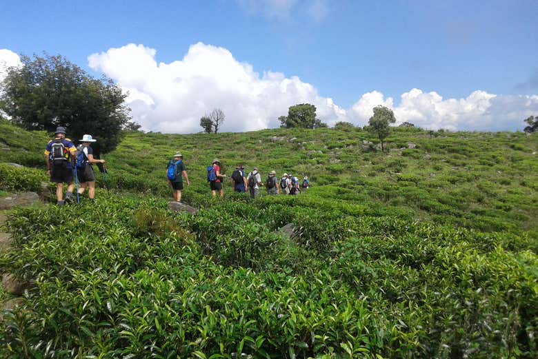 Senderismo hasta una plantación de té de Haputale