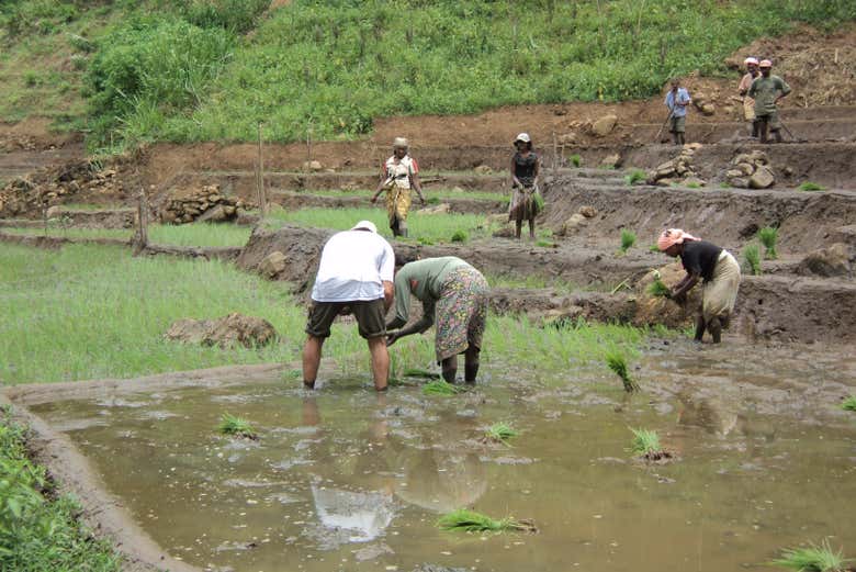 Senderismo hasta una plantación de té de Haputale