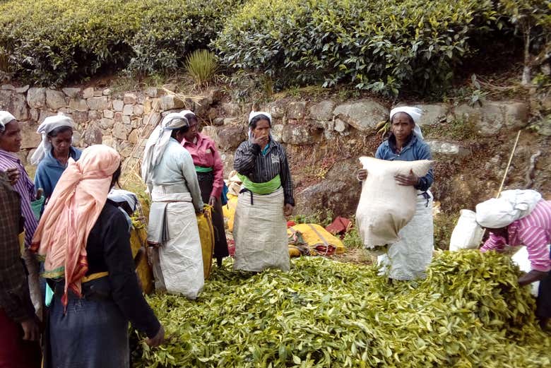 Senderismo hasta una plantación de té de Haputale