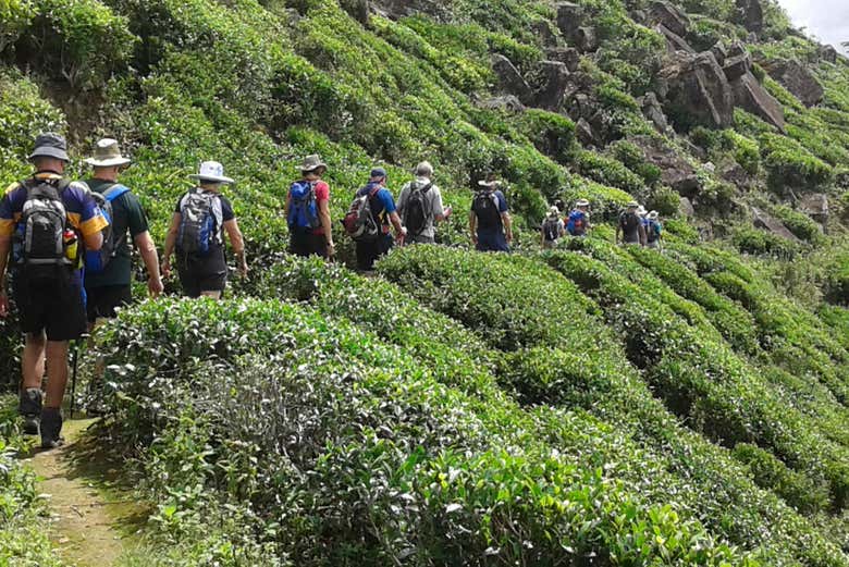 Senderismo hasta una plantación de té de Haputale