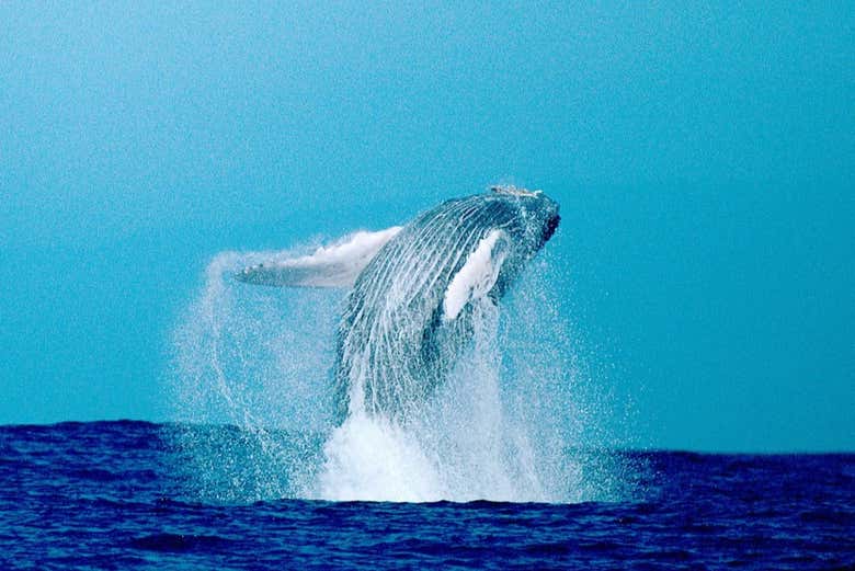 Avistamiento de ballenas jorobadas en Kailua-Kona