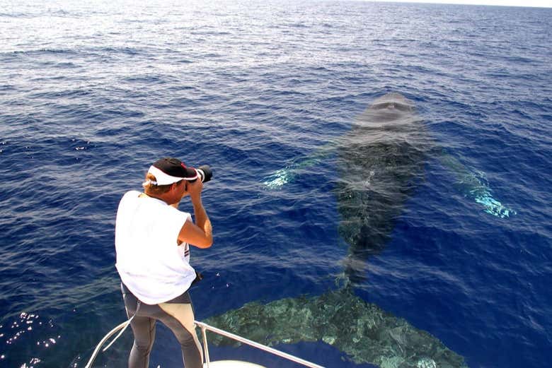 Avistamiento de ballenas jorobadas en Kailua-Kona