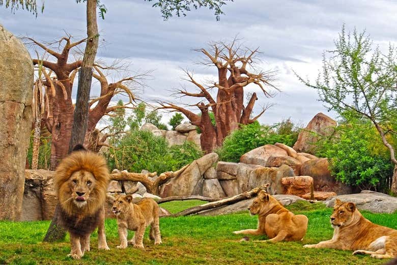 Excursión a Valencia + Bioparc - Galería 1