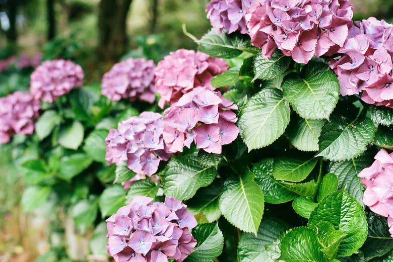 Visita guiada por el Jardín de la Fonte Baxa - Galería 1