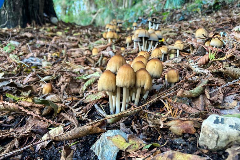 Senderismo por el Parque Natural Regional de Portofino