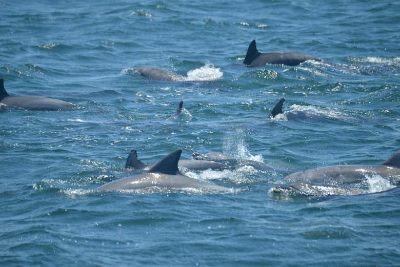 Avistamiento de delfines en Jervis Bay