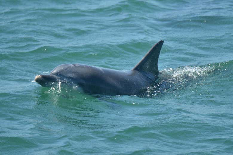 Avistamiento de delfines en Jervis Bay
