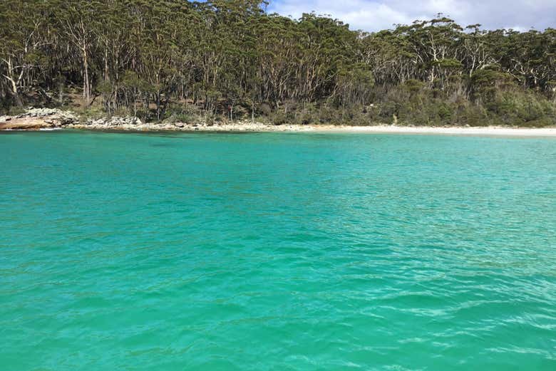 Avistamiento de delfines en Jervis Bay