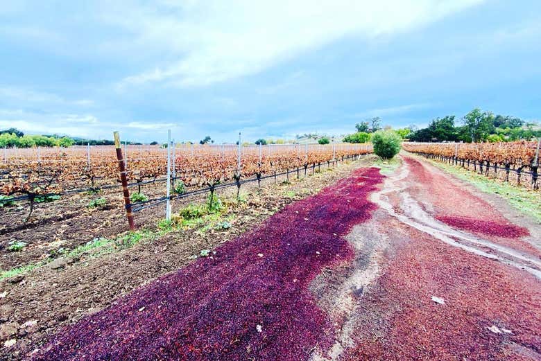 Tour de bodegas por Santa Bárbara