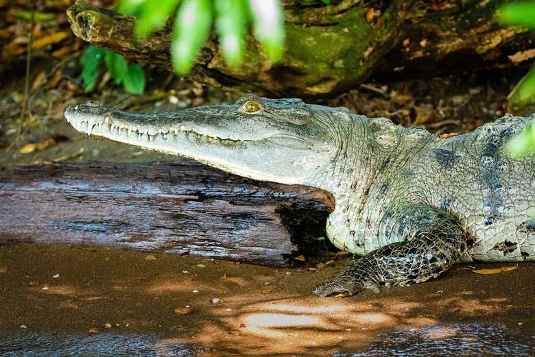 Excursión al Canal de Panamá e Isla Monos - Galería 1