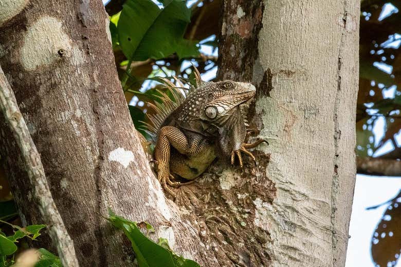 Excursión al Canal de Panamá e Isla Monos - Galería 2
