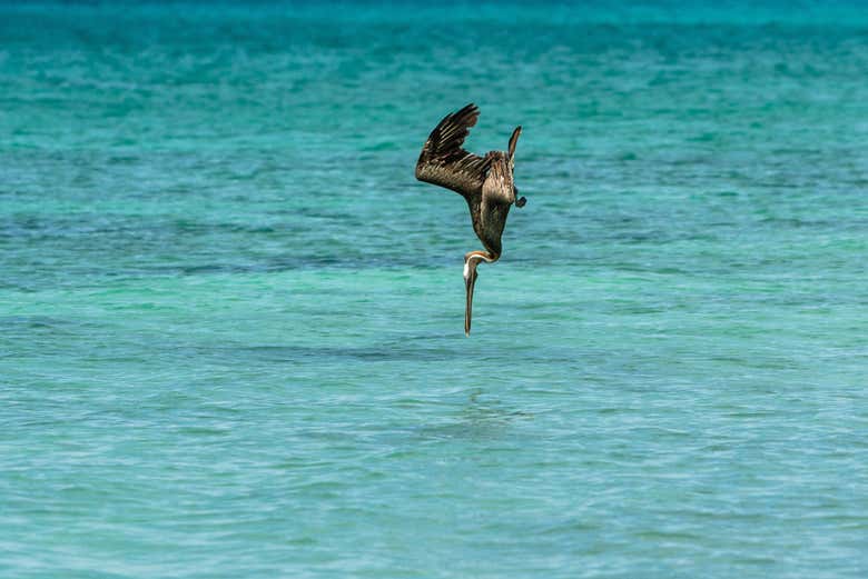 Excursión de 2 días a Bahía de las Águilas - Galería 2