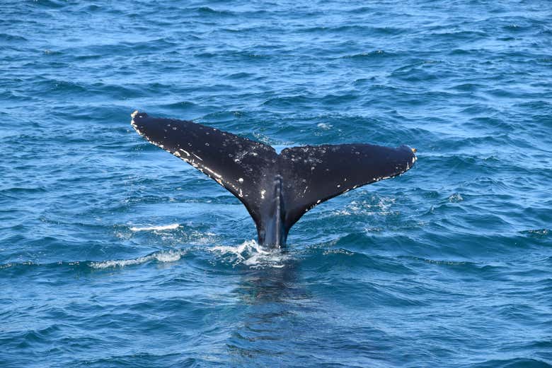 Avistamiento de ballenas en la bahía Moreton