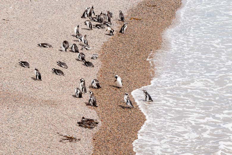 Avistamiento de animales en Punta Tombo e Isla Escondida