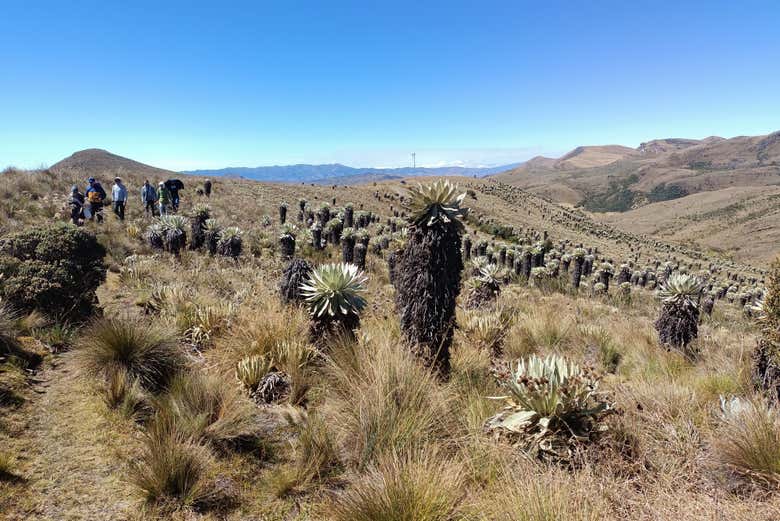 Excursión al páramo de Ocetá