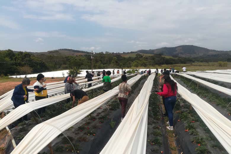Tour de la fresa por Atibaia