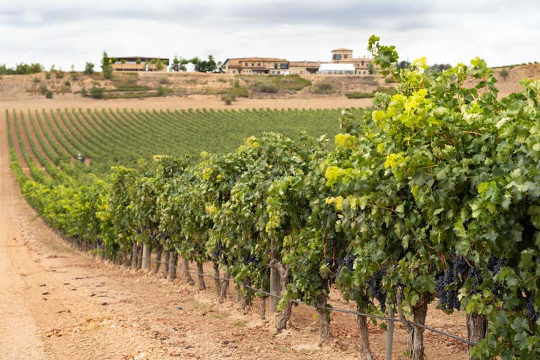 Visita a la bodega Viña Arnáiz