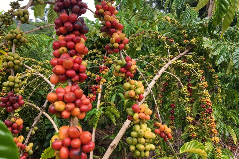 Excursión a Monte Café, cascada de São Nicolau y Jardín Botánico de Bom Sucesso