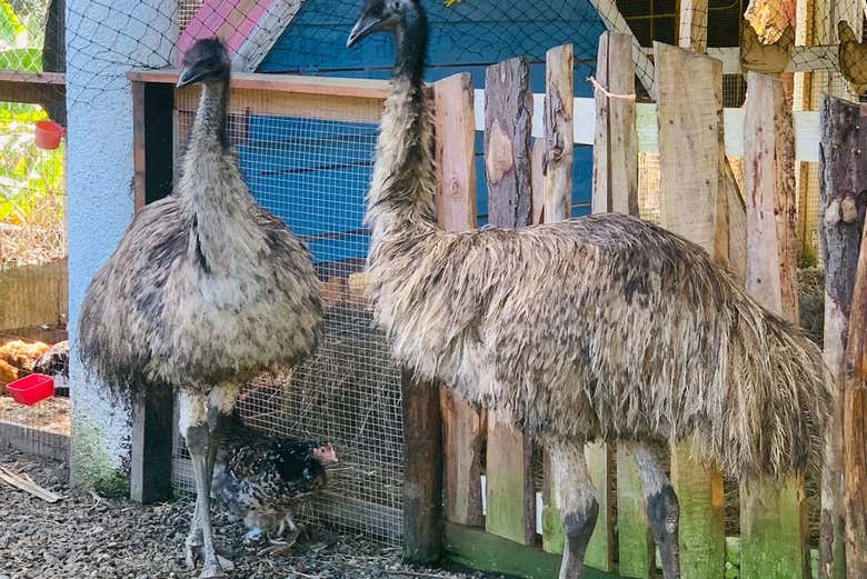 Visita a una granja de Moca