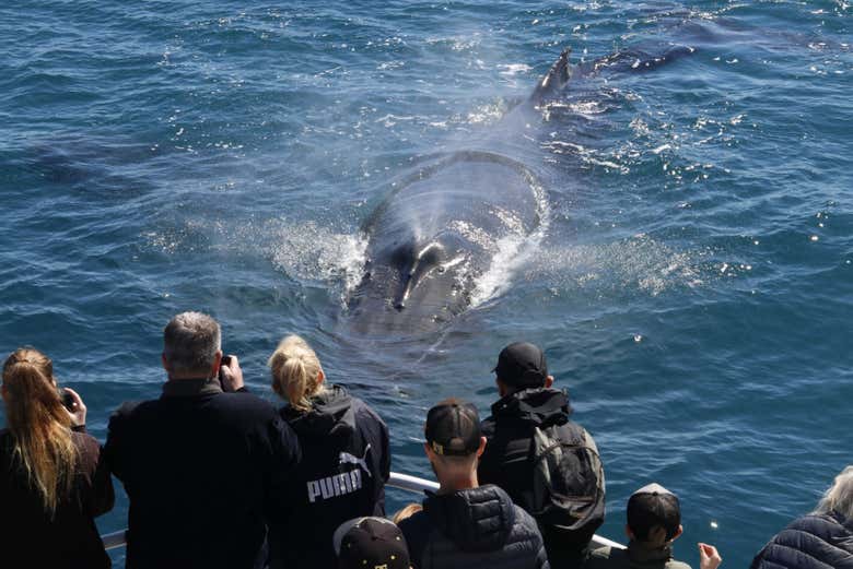 Avistamiento de ballenas en la bahía Geographe