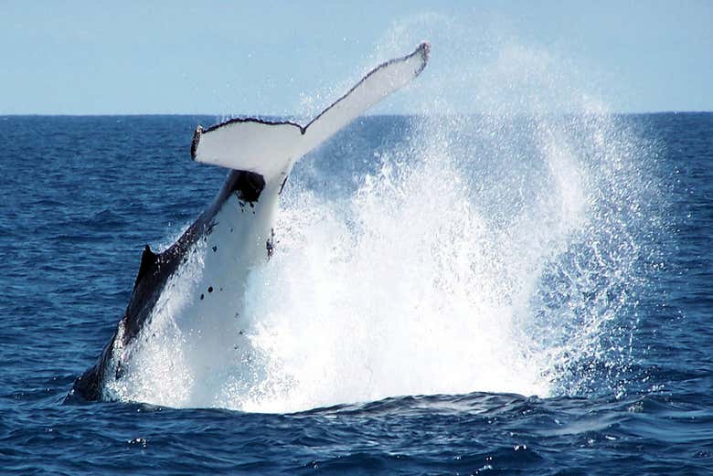 Avistamiento de ballenas en la bahía Geographe