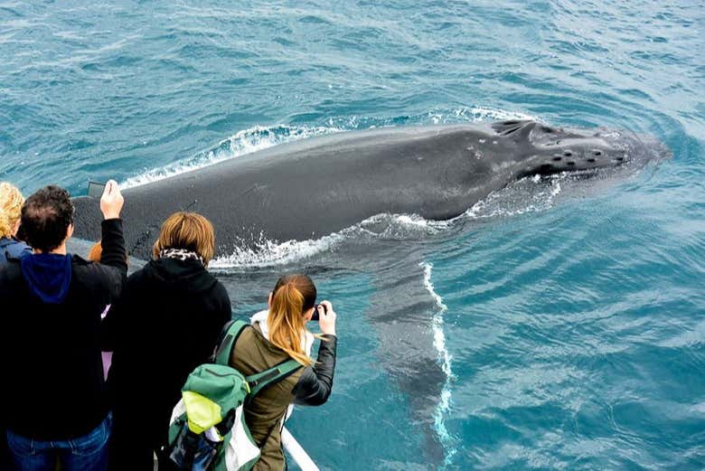 Avistamiento de ballenas en la bahía Geographe