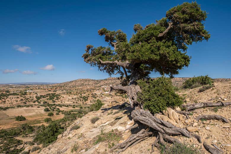 Excursión a Tiznit + Desert Safari