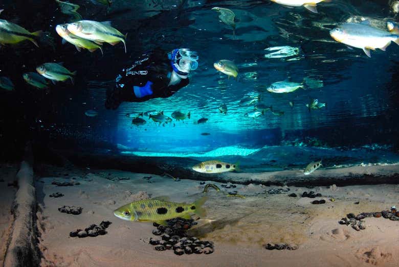 Excursión al Aquário Encantado de Nobres
