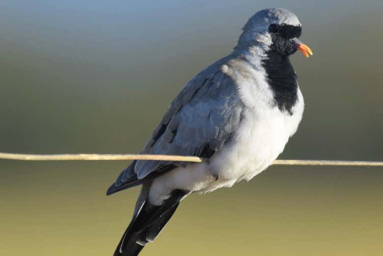 Avistamiento de aves en Oudtshoorn