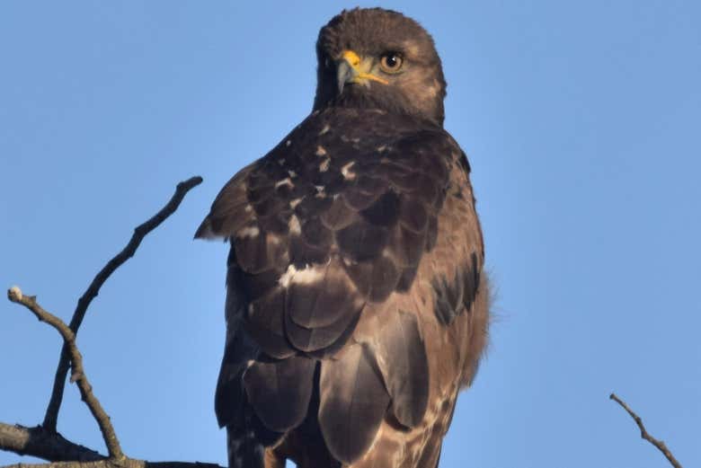 Avistamiento de aves en Oudtshoorn