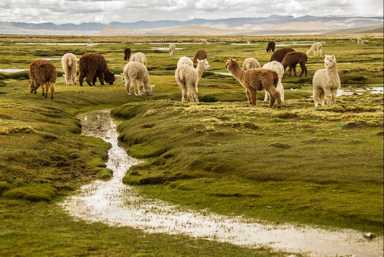 Excursión a la Reserva Nacional de Salinas y Aguada Blanca finalizando en Puno