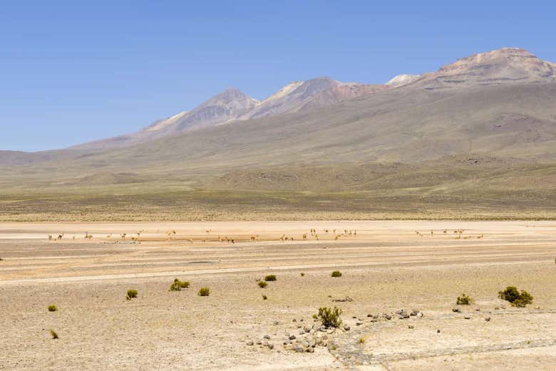 Excursión a la Reserva Nacional de Salinas y Aguada Blanca finalizando en Puno