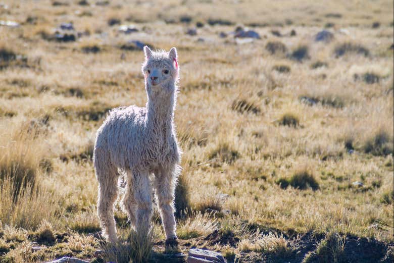 Excursión a la Reserva Nacional de Salinas y Aguada Blanca finalizando en Puno