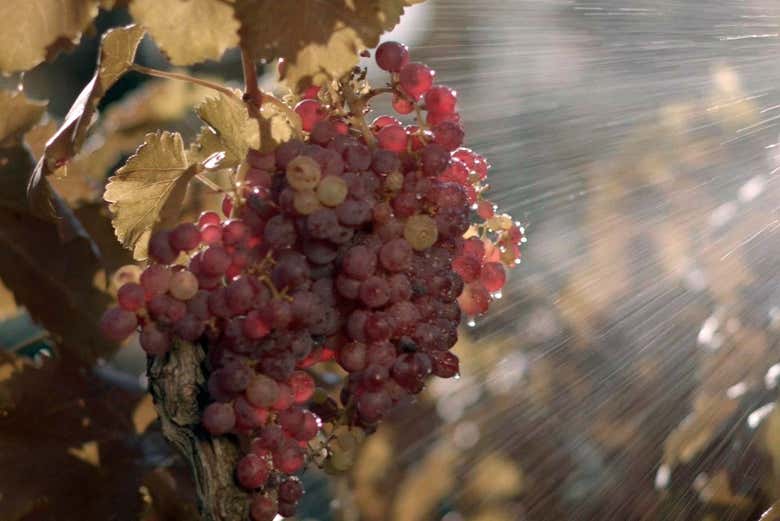 Visita a la bodega Celler Lagravera