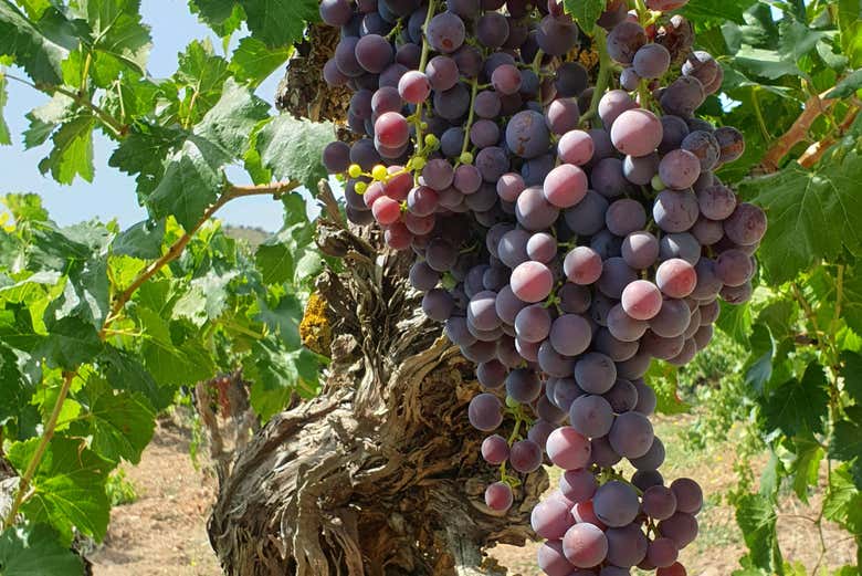Visita a la bodega Celler Lagravera