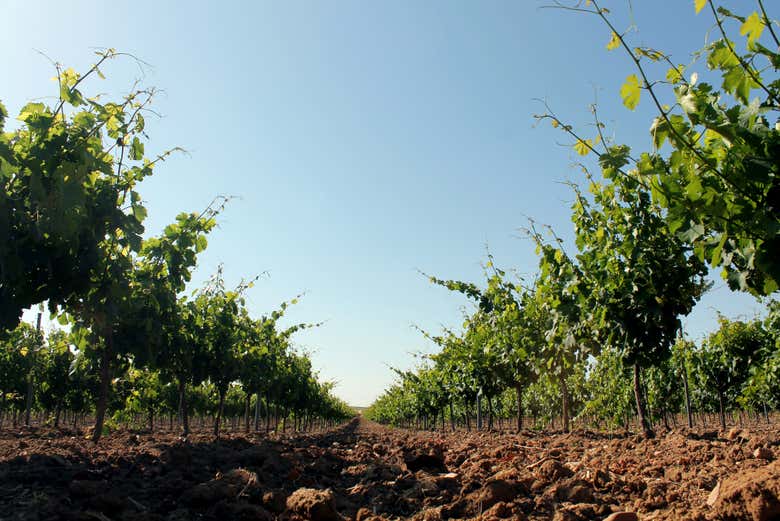 Visita a la bodega Cuatro Rayas