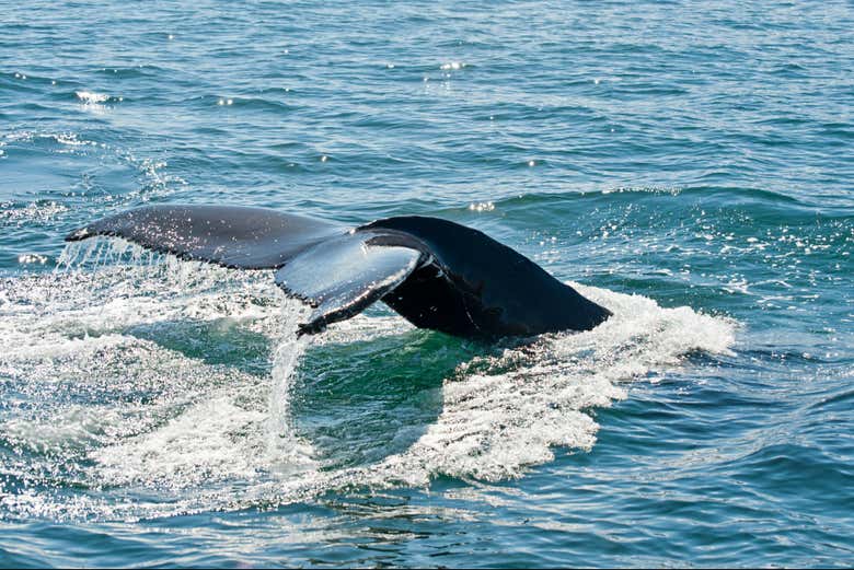 Avistamiento de ballenas en Waikiki