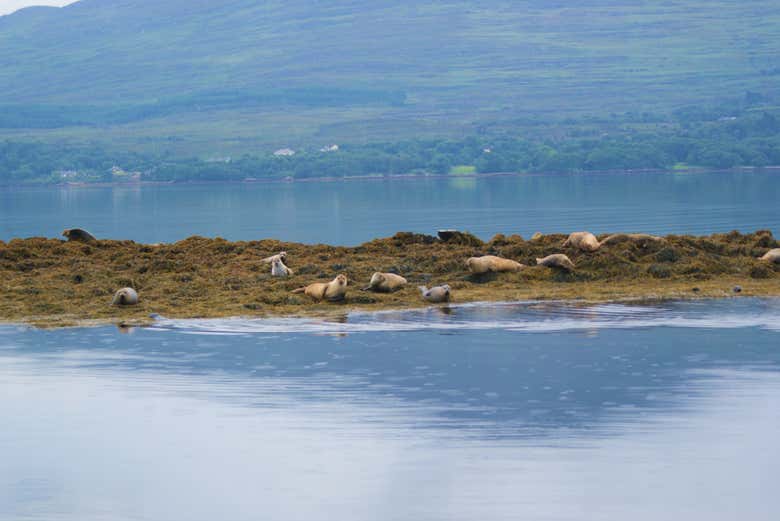 Paseo en barco por la bahía de Kenmare