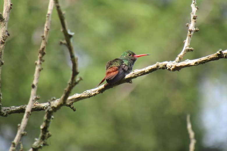 Avistamiento de aves en Altavista