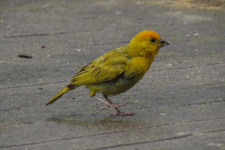 Avistamiento de aves en Altavista