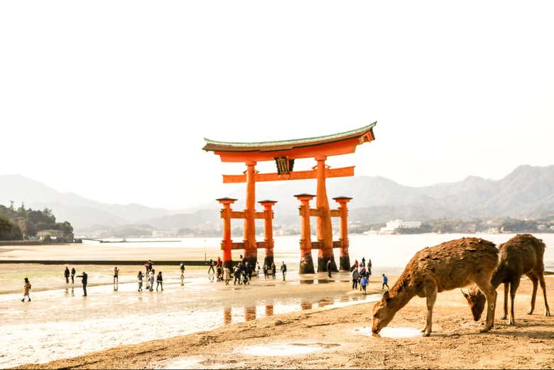Tour por Hiroshima y Miyajima