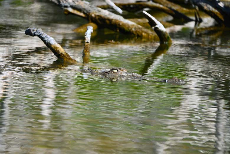 Excursión al lago Enriquillo con avistamiento de cocodrilos