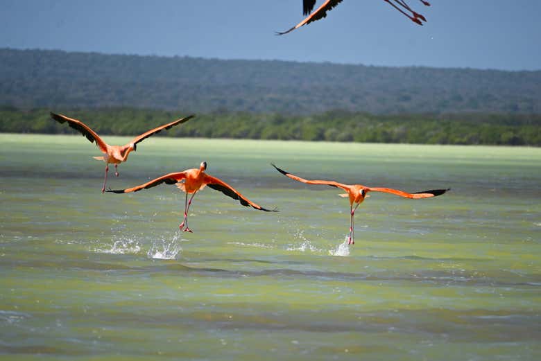 Excursión a Bahía de las Águilas y la Laguna de Oviedo