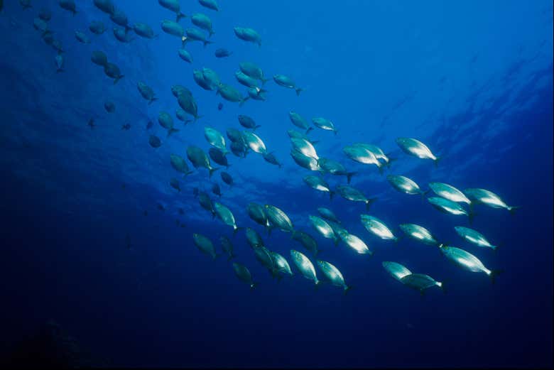 Bautismo de buceo en la reserva marina de Portovenere - Galería 1