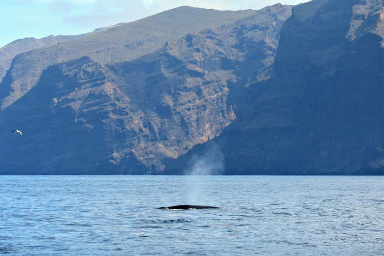 Paseo en velero por Los Gigantes