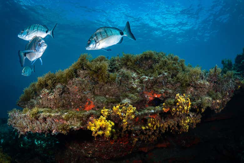 Bautismo de buceo en Abades