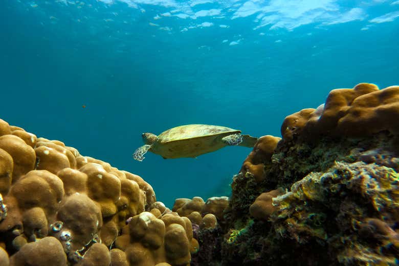 Snorkel en las islas Daymaniyat