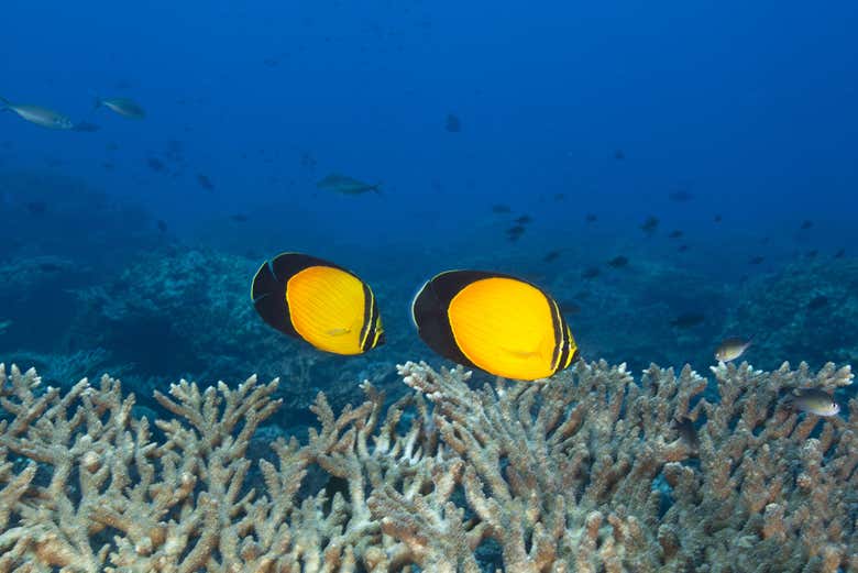 Snorkel en las islas Daymaniyat