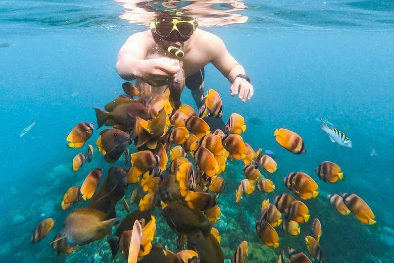Snorkel con mantarrayas en Nusa Penida